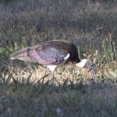 Threskiornis spinicollis (Straw-necked Ibis) at Yarralumla, ACT - 17 Apr 2018 by Alison Milton