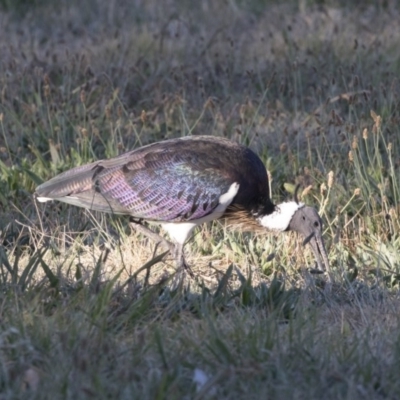 Threskiornis spinicollis (Straw-necked Ibis) at Black Street Grasslands to Stirling Ridge - 17 Apr 2018 by AlisonMilton