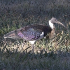 Threskiornis spinicollis at Yarralumla, ACT - 17 Apr 2018