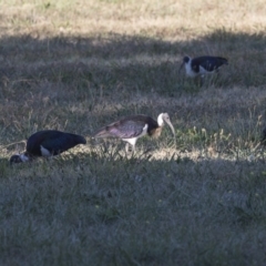 Threskiornis spinicollis at Yarralumla, ACT - 17 Apr 2018