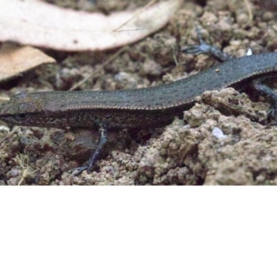 Lampropholis delicata (Delicate Skink) at Majura, ACT - 16 Apr 2018 by jbromilow50