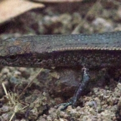 Lampropholis delicata at Majura, ACT - 16 Apr 2018