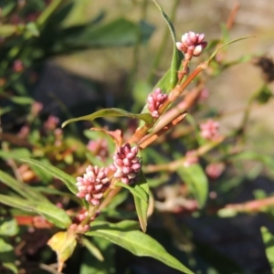 Persicaria decipiens at Molonglo River Reserve - 28 Mar 2018