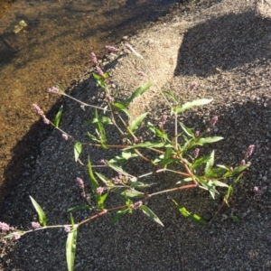 Persicaria decipiens at Molonglo River Reserve - 28 Mar 2018