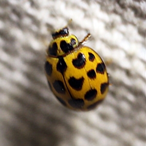 Harmonia conformis at O'Connor, ACT - 12 Apr 2018