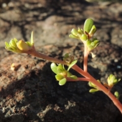 Portulaca oleracea (Pigweed, Purslane) at Molonglo River Reserve - 28 Mar 2018 by michaelb