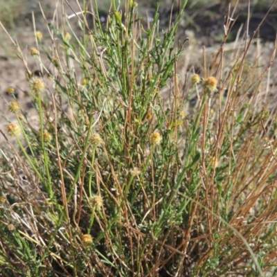 Calotis lappulacea (Yellow Burr Daisy) at Molonglo River Reserve - 28 Mar 2018 by michaelb