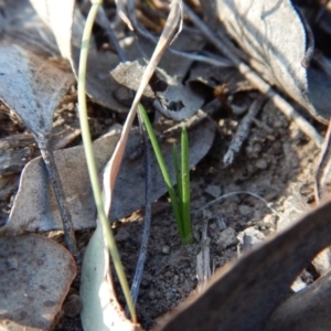 Diuris chryseopsis at Belconnen, ACT - suppressed