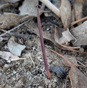 Thelymitra pauciflora at Belconnen, ACT - suppressed