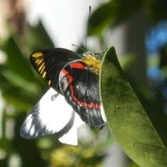 Delias nigrina (Black Jezebel) at ANBG - 19 Apr 2018 by MichaelMulvaney