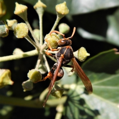 Polistes (Polistella) humilis (Common Paper Wasp) at Cook, ACT - 18 Apr 2018 by CathB