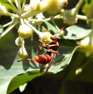 Polistes (Polistella) humilis at Cook, ACT - 18 Apr 2018