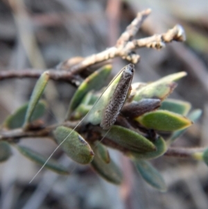 Ceromitia leptosticta at Cook, ACT - 18 Apr 2018