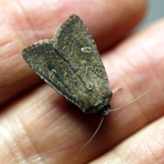 Dasygaster padockina (Tasmanian Cutworm) at O'Connor, ACT - 15 Apr 2018 by ibaird