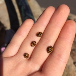 Harmonia conformis at Majura, ACT - 18 Apr 2018