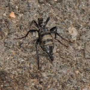 Boreoides subulatus at Paddys River, ACT - 19 Apr 2018