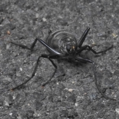 Boreoides subulatus at Paddys River, ACT - 19 Apr 2018 12:07 PM