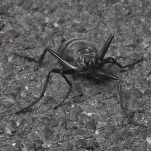 Boreoides subulatus at Paddys River, ACT - 19 Apr 2018