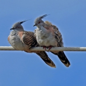 Ocyphaps lophotes at Fyshwick, ACT - 19 Apr 2018