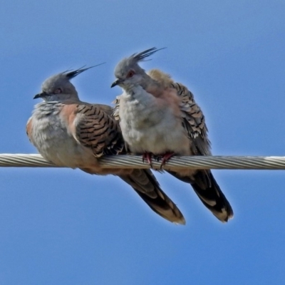 Ocyphaps lophotes (Crested Pigeon) at Fyshwick, ACT - 19 Apr 2018 by RodDeb