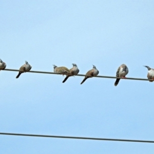 Ocyphaps lophotes at Fyshwick, ACT - 19 Apr 2018 01:41 PM