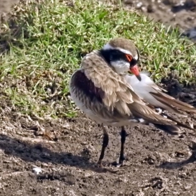 Charadrius melanops (Black-fronted Dotterel) at Fyshwick, ACT - 19 Apr 2018 by RodDeb