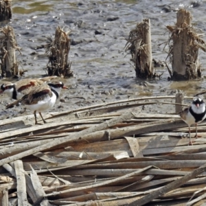 Charadrius melanops at Fyshwick, ACT - 19 Apr 2018 01:26 PM