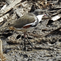 Erythrogonys cinctus (Red-kneed Dotterel) at Fyshwick, ACT - 19 Apr 2018 by RodDeb