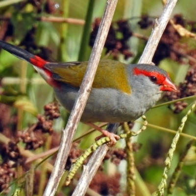 Neochmia temporalis (Red-browed Finch) at Fyshwick, ACT - 19 Apr 2018 by RodDeb