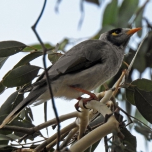 Manorina melanocephala at Fyshwick, ACT - 19 Apr 2018