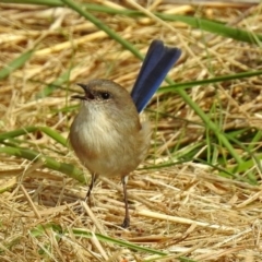 Malurus cyaneus (Superb Fairywren) at Fyshwick, ACT - 19 Apr 2018 by RodDeb