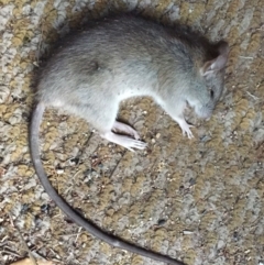 Rattus rattus (Black Rat) at Hughes, ACT - 9 Apr 2018 by ruthkerruish