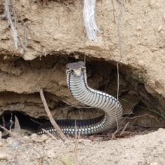 Austrelaps ramsayi (Highlands Copperhead) at Corin Reservoir - 18 Apr 2018 by RobSpeirs