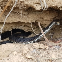 Austrelaps ramsayi at Namadgi National Park - 19 Apr 2018 12:00 AM