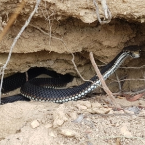 Austrelaps ramsayi at Namadgi National Park - 19 Apr 2018