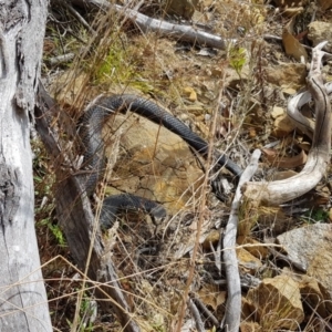 Austrelaps ramsayi at Namadgi National Park - 19 Apr 2018