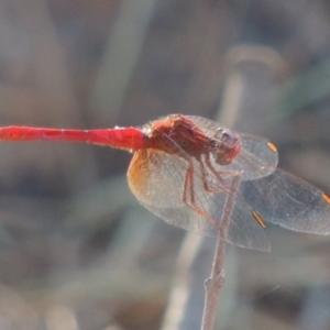 Diplacodes haematodes at Molonglo River Reserve - 28 Mar 2018 06:15 PM