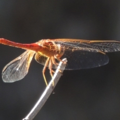 Diplacodes haematodes at Molonglo River Reserve - 28 Mar 2018