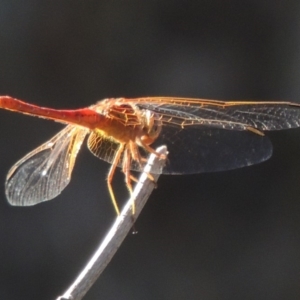 Diplacodes haematodes at Molonglo River Reserve - 28 Mar 2018 06:15 PM