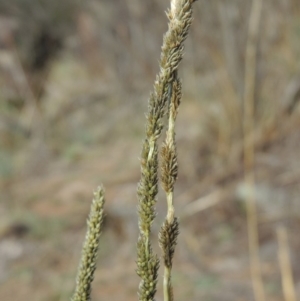 Sporobolus creber at Molonglo River Reserve - 28 Mar 2018