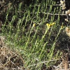 Chrysocephalum semipapposum (Clustered Everlasting) at Molonglo Valley, ACT - 28 Mar 2018 by michaelb