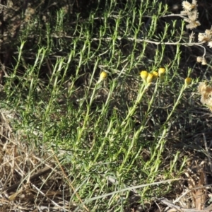 Chrysocephalum semipapposum at Molonglo River Reserve - 28 Mar 2018