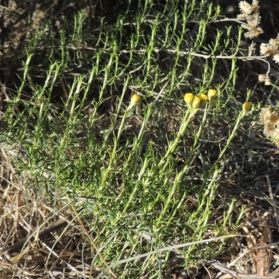 Chrysocephalum semipapposum (Clustered Everlasting) at Molonglo Valley, ACT - 28 Mar 2018 by MichaelBedingfield