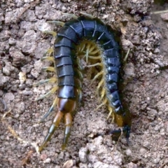 Scolopendra sp. (genus) (Centipede) at Mount Ainslie - 19 Apr 2018 by jb2602