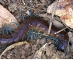 Rhysida nuda (Centipede) at Majura, ACT - 19 Apr 2018 by jbromilow50