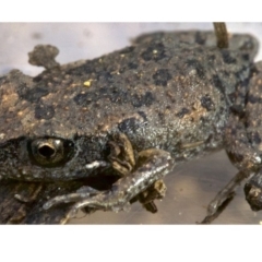 Uperoleia laevigata (Smooth Toadlet) at Majura, ACT - 19 Apr 2018 by jb2602