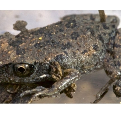 Uperoleia laevigata (Smooth Toadlet) at Majura, ACT - 19 Apr 2018 by jbromilow50