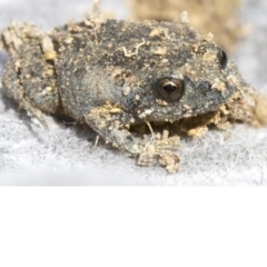 Uperoleia laevigata (Smooth Toadlet) at Majura, ACT - 19 Apr 2018 by jbromilow50