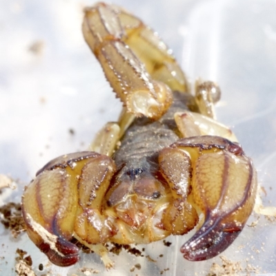 Urodacus manicatus (Black Rock Scorpion) at Mount Ainslie - 19 Apr 2018 by jb2602