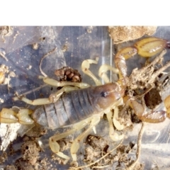 Urodacus manicatus at Majura, ACT - 19 Apr 2018 03:54 PM